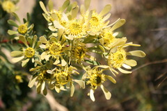 Leucadendron chamelaea