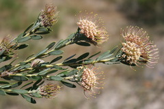 Leucospermum calligerum