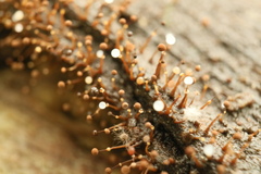 Clastoderma debaryanum