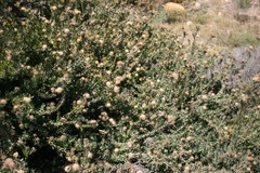 Leucospermum calligerum