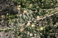 Leucospermum calligerum