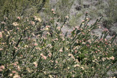 Leucospermum calligerum