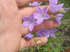 Campanula stevenii