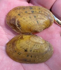 Cambarunio taeniatus