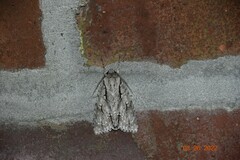 Acronicta lobeliae