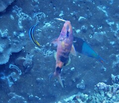 Parupeneus multifasciatus