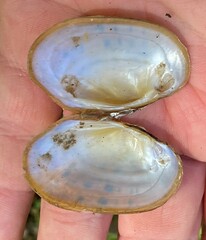 Cambarunio taeniatus