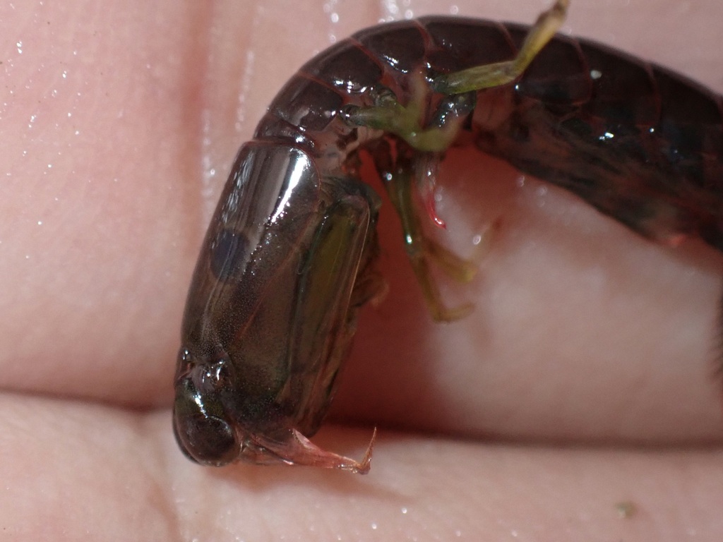 Raoulserenea ornata