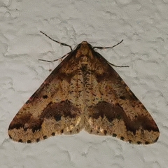 Erannis defoliaria