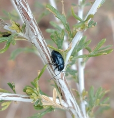 Altica obliterata