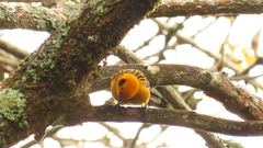 Tangara arthus occidentalis