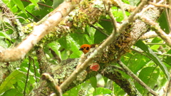 Tangara arthus occidentalis