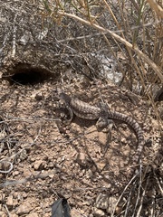 Dipsosaurus dorsalis