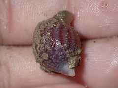 Sipuncula