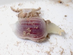Sipuncula