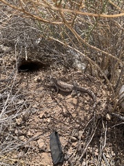 Dipsosaurus dorsalis