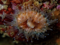 Paracyathus stearnsii