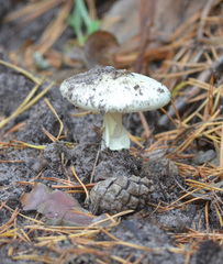 Amanita phalloides