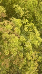 Anethum graveolens