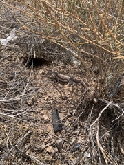 Dipsosaurus dorsalis