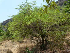Bauhinia racemosa