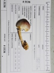 Agaricus friesianus