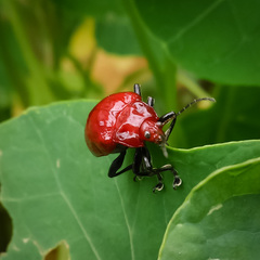 Podontia