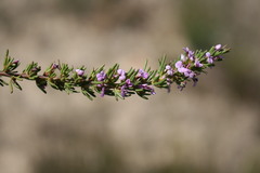 Muraltia macropetala