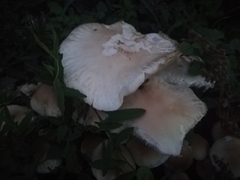 Cyclocybe cylindracea