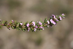 Muraltia macropetala