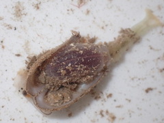Sipuncula