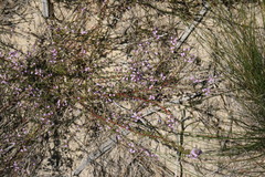 Muraltia macropetala