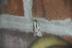 Acronicta lobeliae