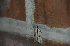 Acronicta lobeliae