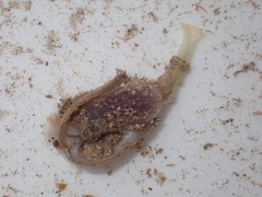 Sipuncula