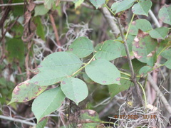 Fraxinus caroliniana