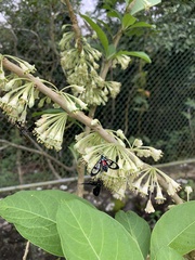 Poecilosoma eone