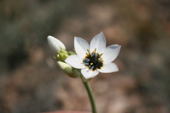 Ornithogalum dubium