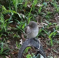 Muscicapa adusta adusta