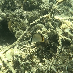 Chaetodon vagabundus