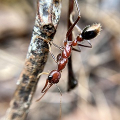 Myrmecia regularis