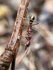 Myrmecia regularis
