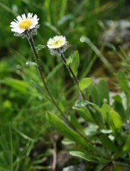 Erigeron eriocalyx
