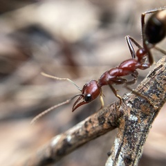 Myrmecia regularis