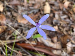 Cyanicula sericea