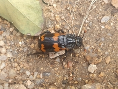 Nicrophorus maculifrons