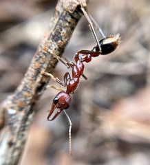 Myrmecia regularis