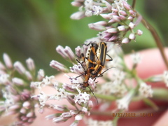 Chauliognathus marginatus