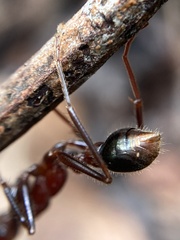 Myrmecia regularis