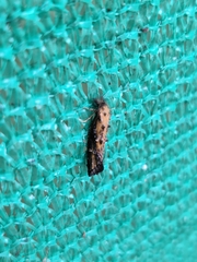 Eurrhyparodes bracteolalis